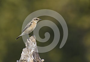 Common Stonechat Saxicola torquatus Female  Perching on the Plant