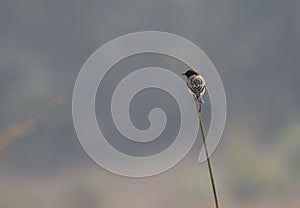 Common Stonechat Saxicola torquatus Perching on the Plant photo