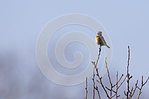 common stonechat, Saxicola torquatus, on top of a tree in winter photo