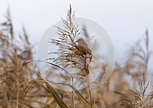 A Common Stonechat -  Saxicola Torquatus On A  Winter Reedbed