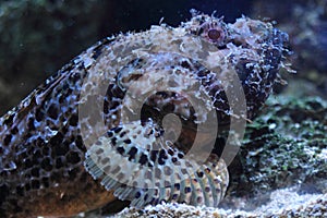 Common stonefish photo