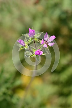 Common storksbill