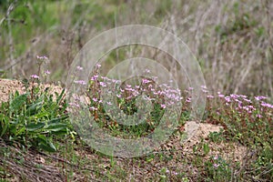 common Storksbill