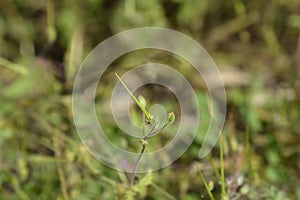 Common storksbill