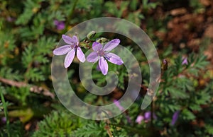 Common storksbill