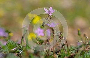 Common storksbill