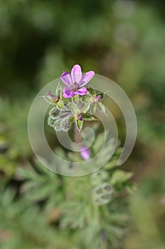 Common storksbill