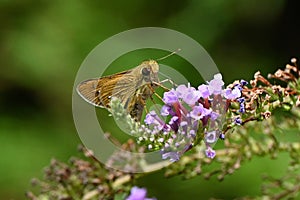 A Common straight swift ( Parnara gutata ). Lepidoptera hesperioidea butterfly. photo