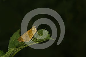 Common straight swift Parnara guttata Butterfly