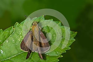 Common straight swift Parnara guttata Butterfly