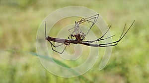 common stretch spider hanging on the cob-web lurking for prey.