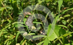 Common or striped pierrot. Castalius rosimon or Taracus nara.