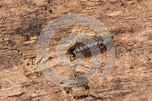 Common Striped Woodlouse - Philoscia muscorum