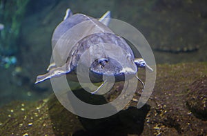 Common sturgeon or acipenser sturio