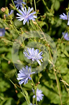 Common succory Cichorium intybus L.. The blossoming plant