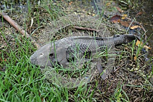 Common sucker fish dead