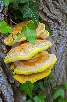 Common sulphurous porcuple woodland sulfur wood on a tree trunk photo