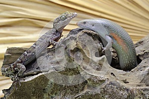 A common sun skink adult is sunbathing with a gecko before starting his daily activities.