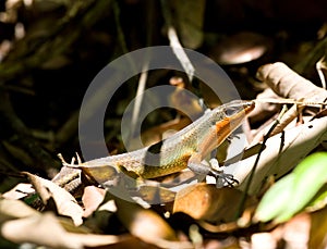 Common Sun Skink, Eutropis multifasciata