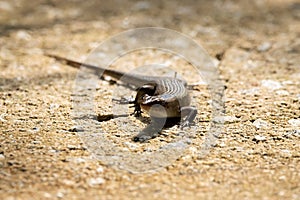 Common sun skink, Eutropis multifasciata