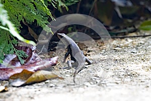 Common sun skink, Eutropis multifasciata