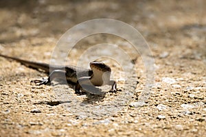 Common sun skink, Eutropis multifasciata