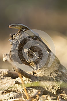 Common sun skink lizard, Eutropis multifasciata,