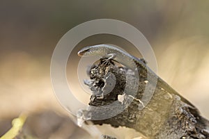 Common sun skink lizard, Eutropis multifasciata,