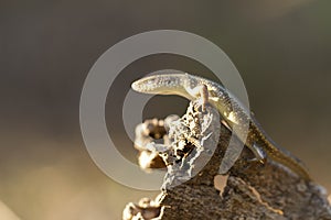 Common sun skink lizard, Eutropis multifasciata,