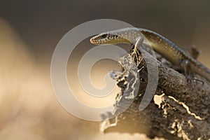 Common sun skink lizard, Eutropis multifasciata,