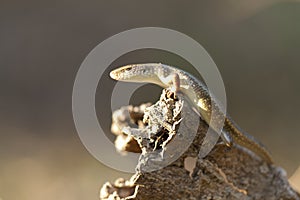 Common sun skink lizard, Eutropis multifasciata,