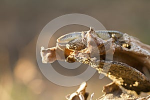 Common sun skink lizard, Eutropis multifasciata,