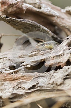 Common sun skink lizard, Eutropis multifasciata,