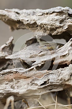 Common sun skink lizard, Eutropis multifasciata,