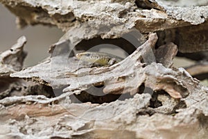 Common sun skink lizard, Eutropis multifasciata,