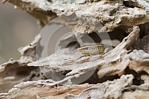 Common sun skink lizard, Eutropis multifasciata,