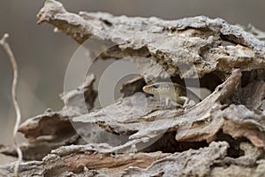 Common sun skink lizard, Eutropis multifasciata,