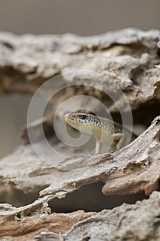 Common sun skink lizard, Eutropis multifasciata,