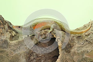 A common sun skink is sunbathing on dry wood before starting its daily activities.