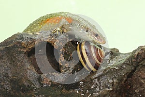 A common sun skink is sunbathing on dry wood before starting its daily activities.