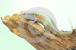 A common sun skink is sunbathing on dry wood before starting its daily activities.