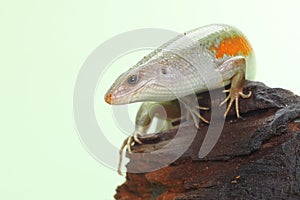 A common sun skink is sunbathing on dry wood before starting its daily activities.