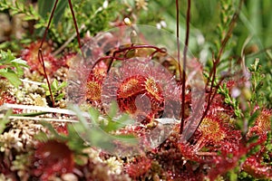 Common sundew