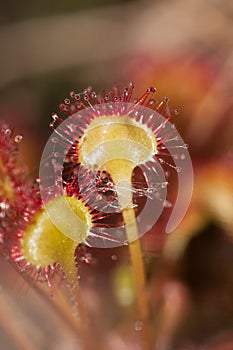 Common Sundew