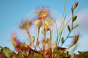 Common sundew - carnivorous plant