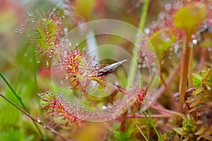 Common Sundew consuming insect