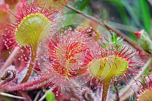 Common Sundew (Drosera rotundifolia )