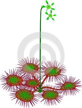 Common sundew - Drosera rotundifolia