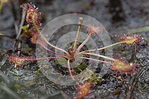 Common Sundew plant at wetland