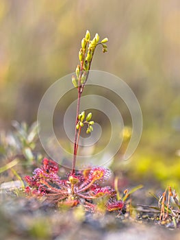 Common sundew wildflower